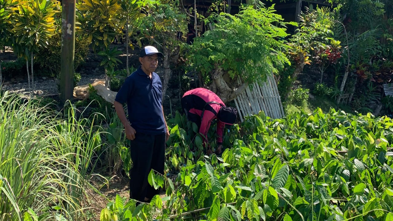 Penyerahan Bantuan Bibit Kakao Kelompok Tani Mappasitujue II 