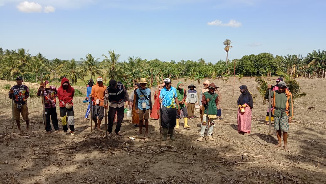 Penanaman Jagung di Bukit Tanete, Wujud Ketahanan Pangan Desa Mario
