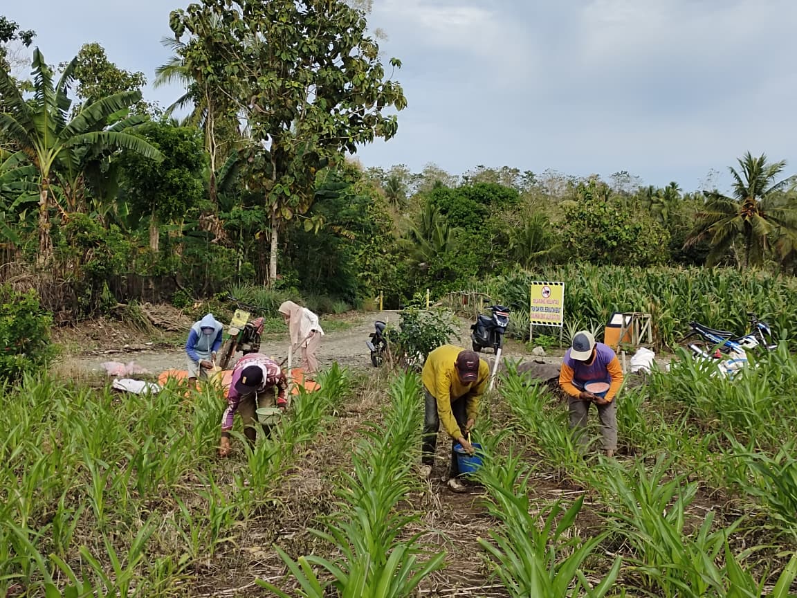 PKTD Desa Mario Lakukan Kegiatan Pemupukan Jagung di Bukit Tanete